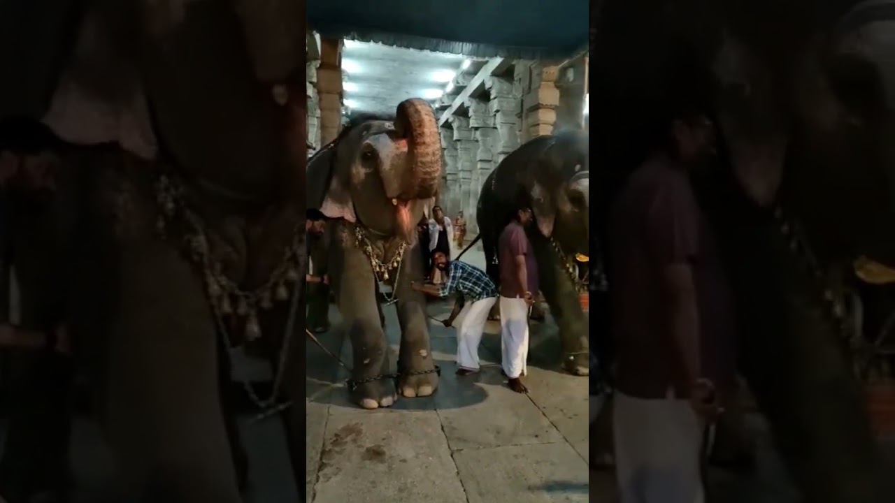 Srirangam temple elephant 🐘