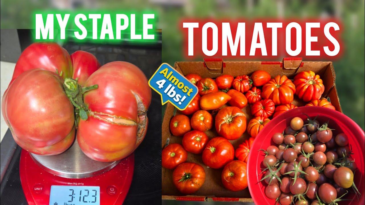 My Tried-and-True Tomatoes #gardeningtips 