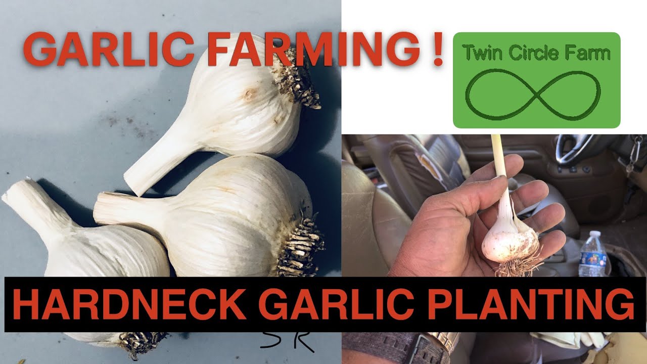 Planting Hardneck Garlic with a Rain Flo 1200 water wheel Transplanter- nov 2020
