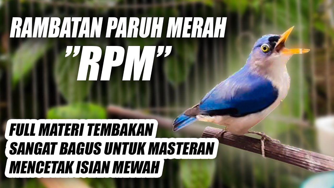 BIKIN BURUNG BIASA JADI ISTIMEWA!! MASTERAN RAMBATAN PARUH MERAH RPM NEMBAK SPEED RAPAT JERNIH JEDA