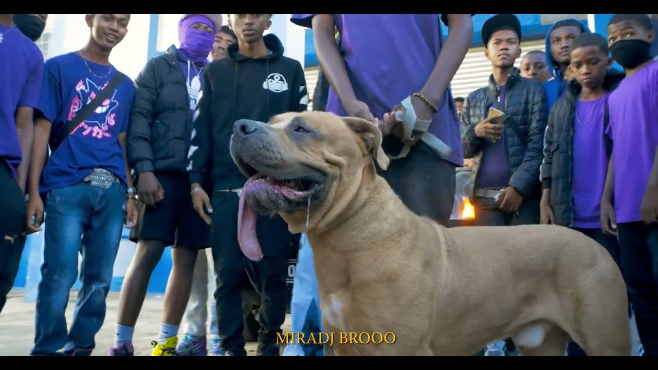 A-K FIVE Feat Kikis on the track    Shatta Vroum Vroum  by Nvis Média 20244k