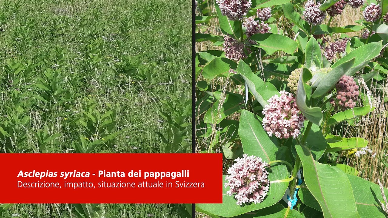 Asclepias syriaca – Pianta dei pappagalli (Descrizione, impatto, situazione attuale in Svizzera)