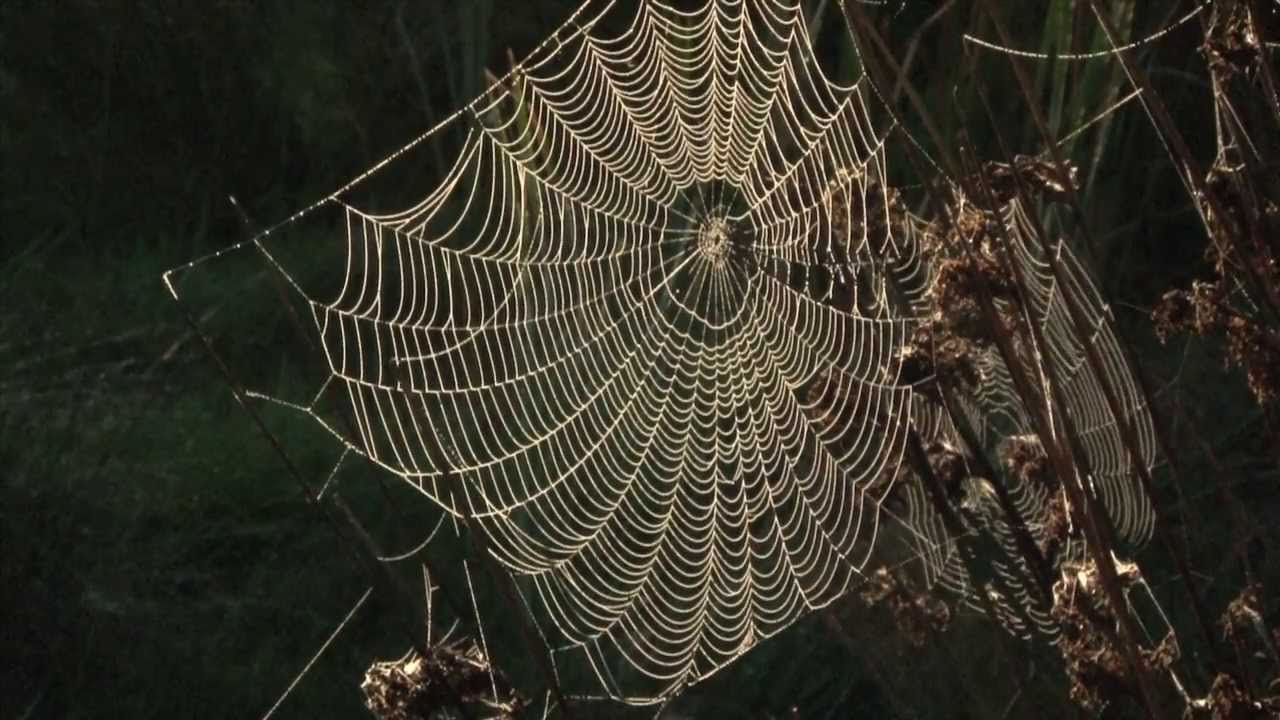 Epeire diadème, la toile orbitèle