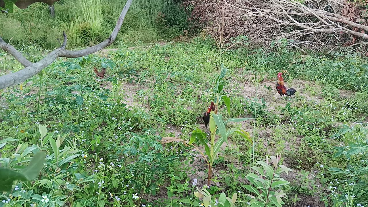 bẩy gà rừng mới nhất bổi gáy rung vào đá và cai kết lụm