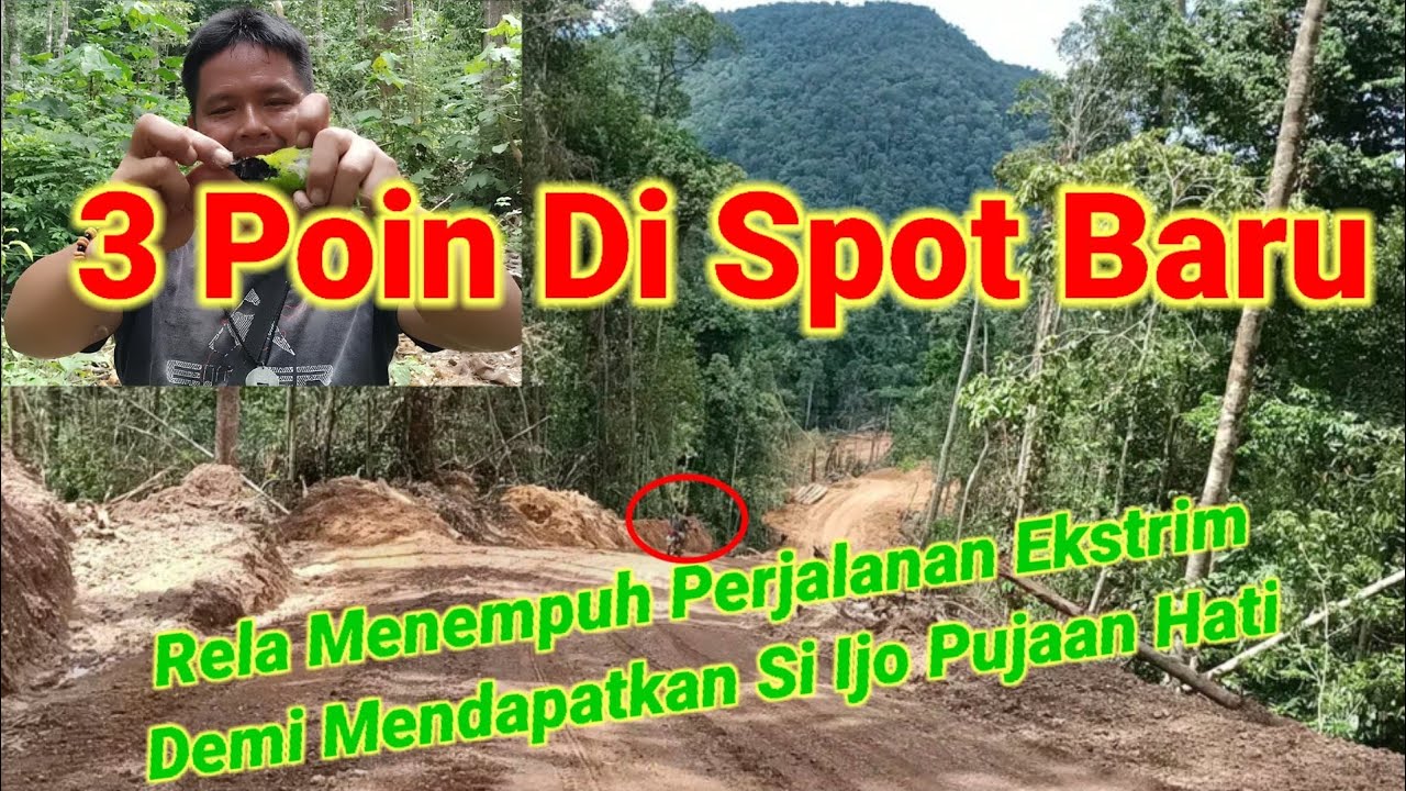 Mikat Burung Cucak Ijo DiPegunungan pelosok Kalimantan
