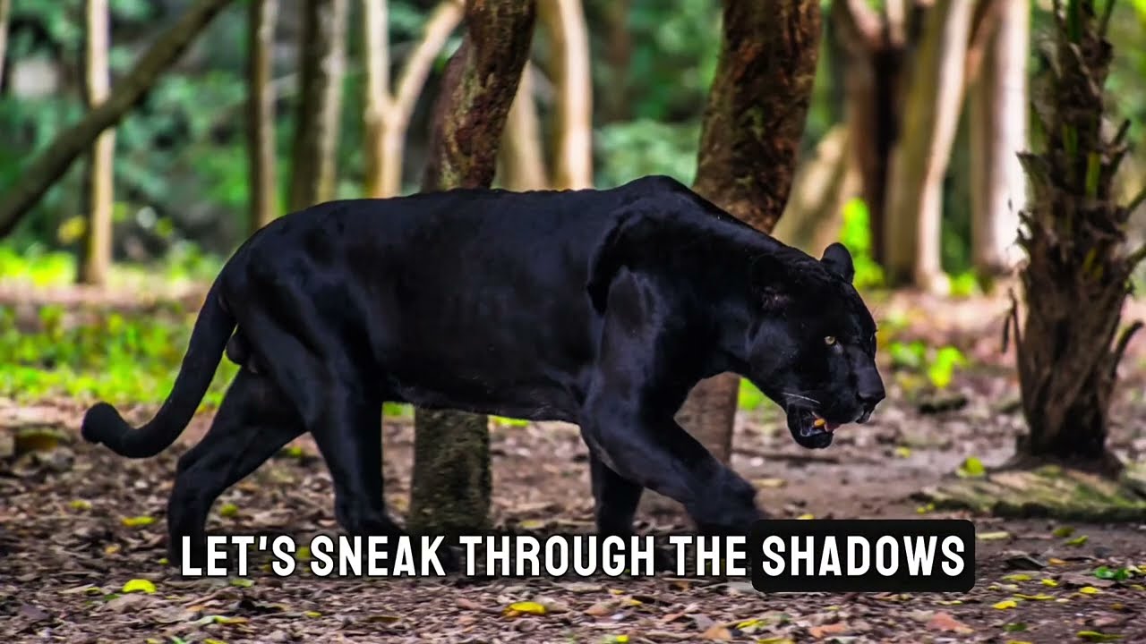 Amazing fun facts about black panther