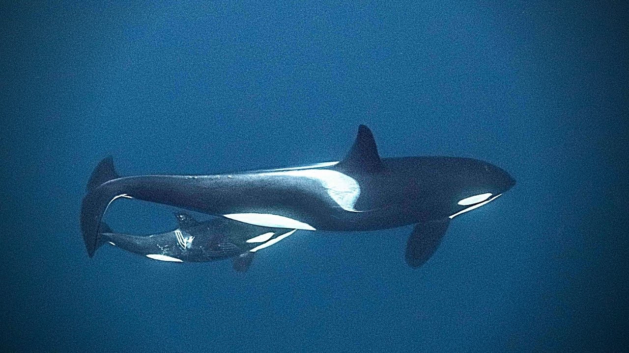 I saw an orca mom training her calf to kill