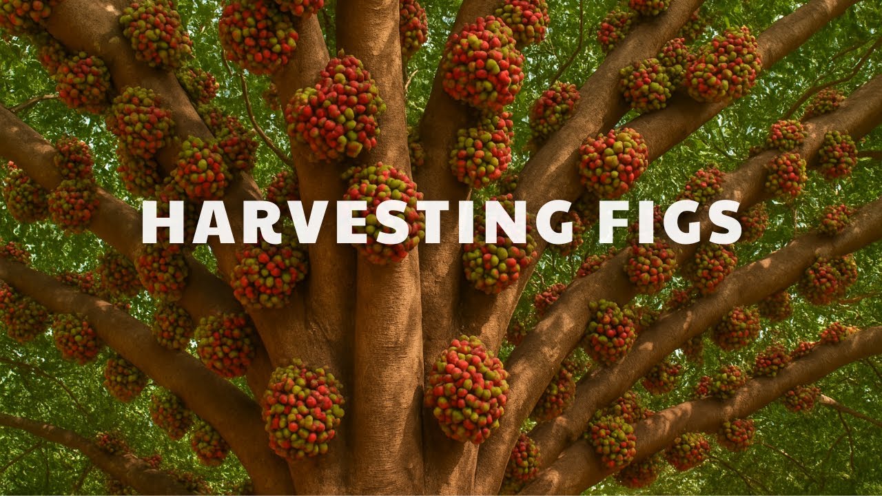 Harvesting Figs from a Tree Full of Fruit