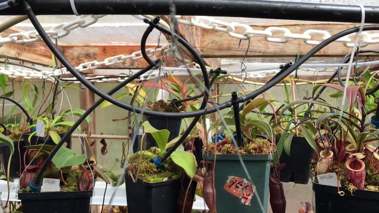DIY PLANT DRIPPER: WATER YOUR PLANTS FROM ANYWHERE IN THE WORLD, ANYTIME.