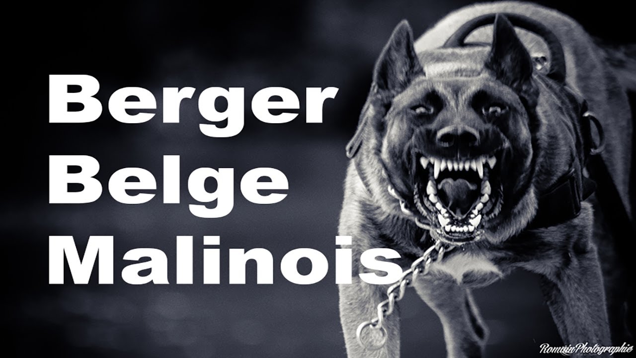 Berger Belge Malinois