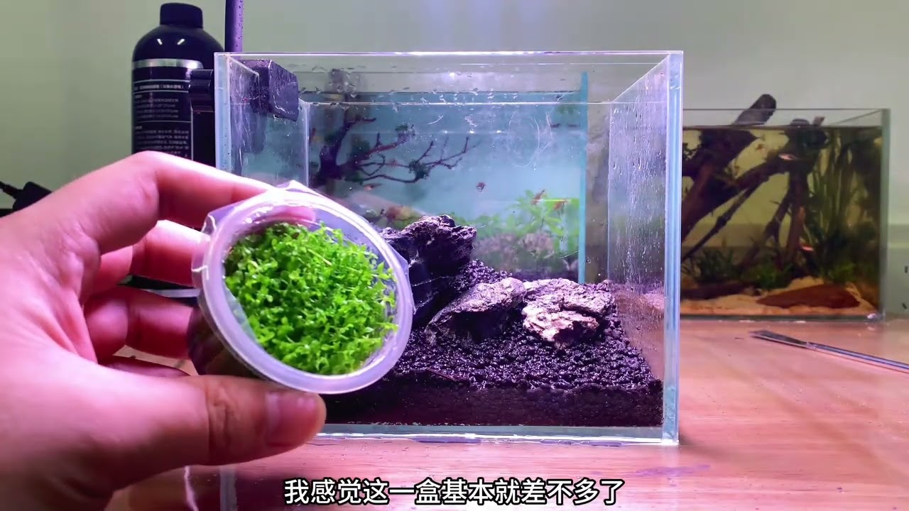 超迷你的桌面水草缸  非常簡單的搭配😏#水族造景 #水草造景 #生態缸水草