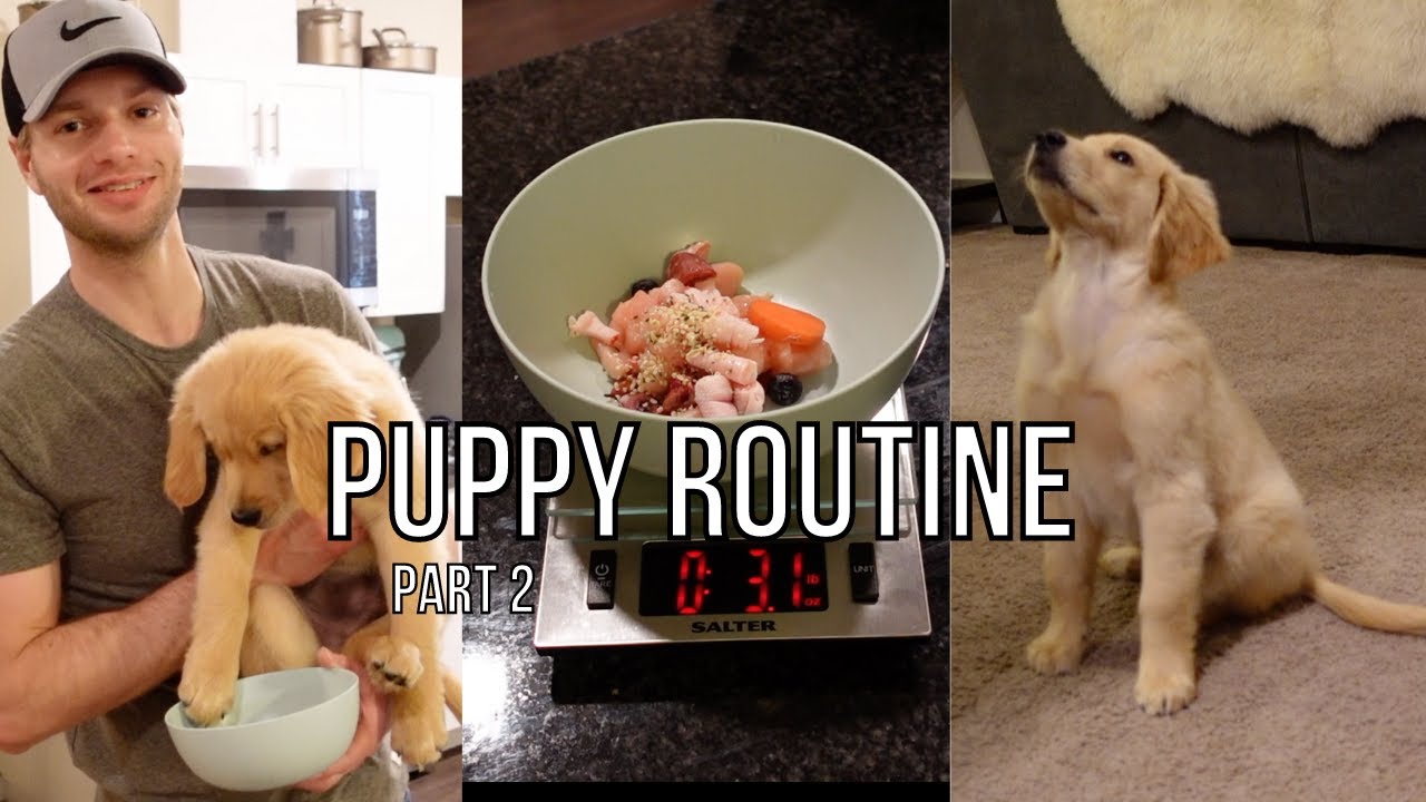 Puppy Breakfast Routine | Raw Food Diet For Puppy