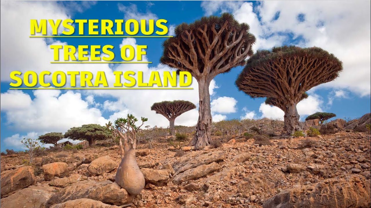 Mysterious Trees of Island Of Socotra