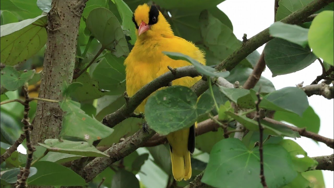 黃鸝 | 珍貴稀有保育類 Black-Naped Oriole | Rare and Valuable Species