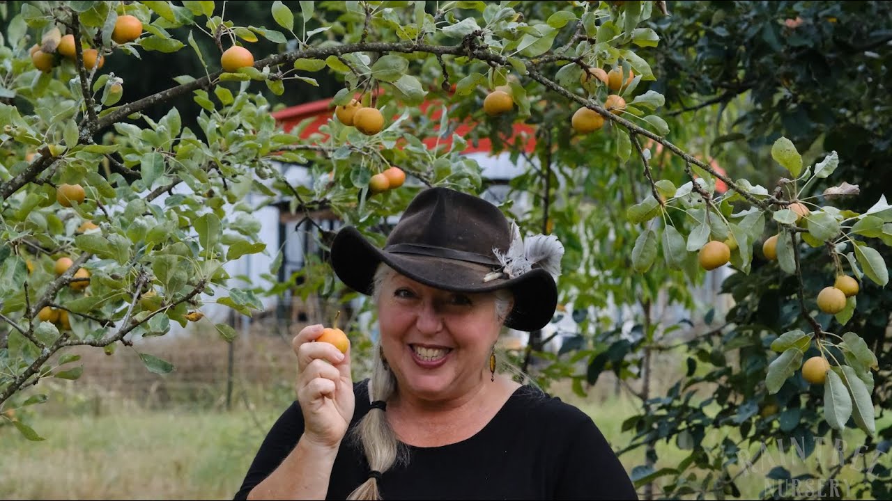 Raintree Nursery Fruit Feature: Shipova Pear!