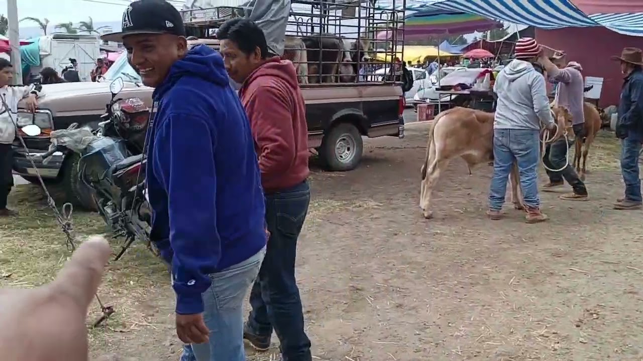 Tianguis de ganado estado de México 