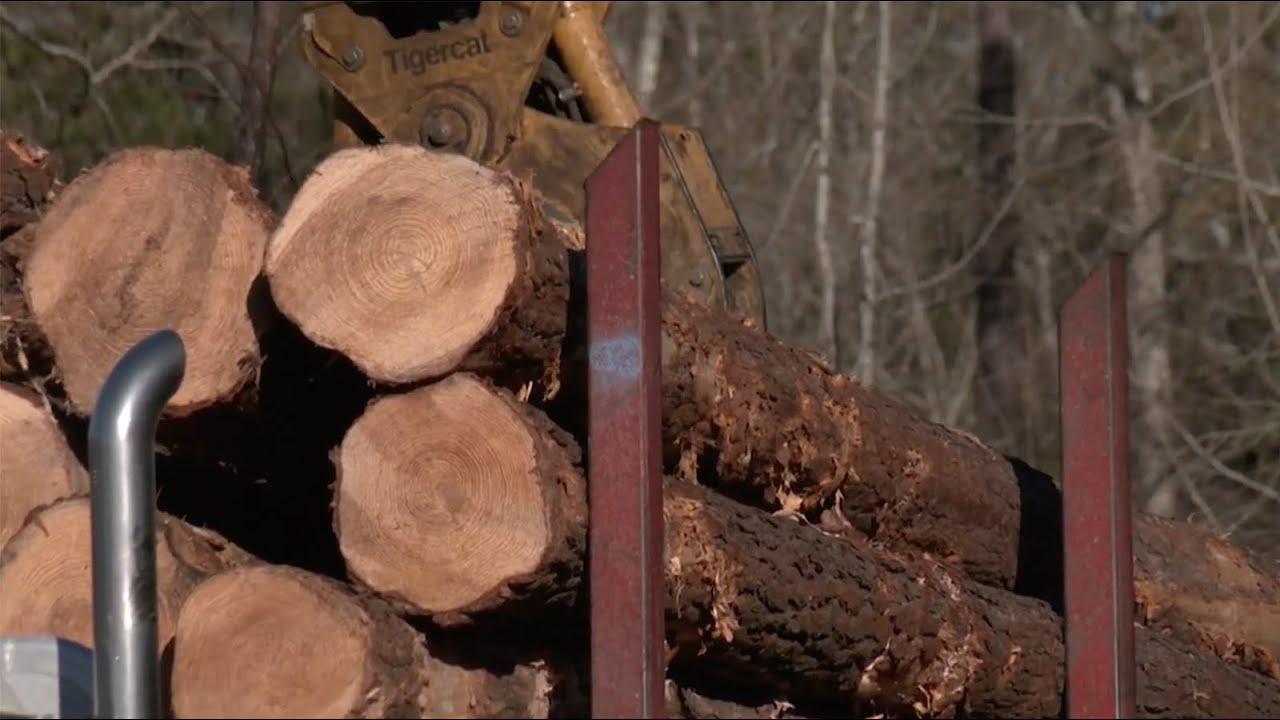 Ranger Nick: Inside Georgia's Logging Industry