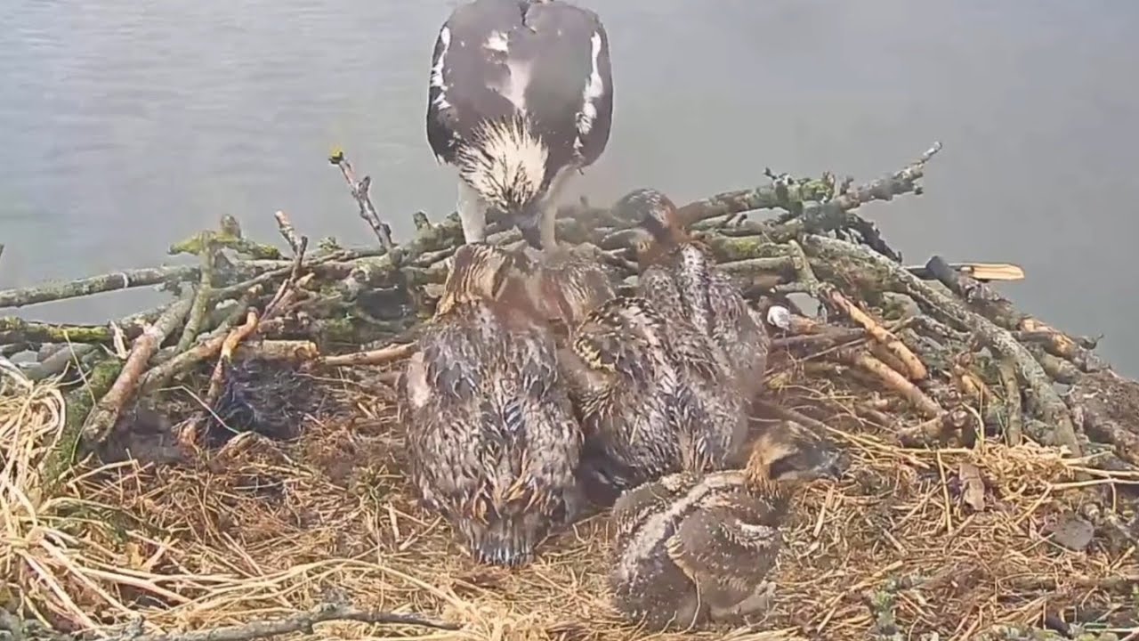 Small chick waits till three big siblings do their breakfast | LRWT Rutland Osprey | Jun 3, 2025