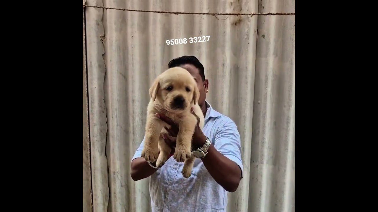 labrador puppies in coimbatore #pets #labrador #labradorretriever #lab #dogbreed #puppy #dog #pup