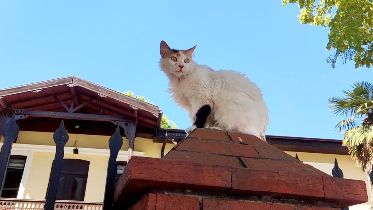 This fluffy stray cat loves to climb high