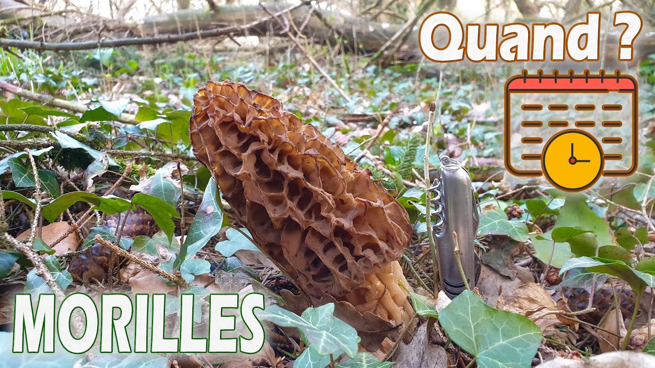 Quand r&eacute;colter des morilles ? Les cueillir &agrave; la bonne taille...