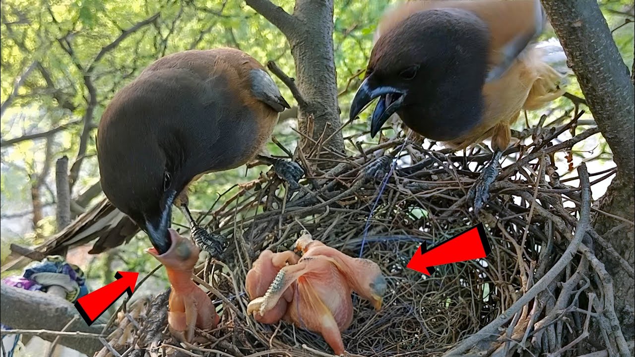 In front of the Rufous Treepie, the Cuckoo baby pushes its baby out of the nest @AnimalsandBirds107