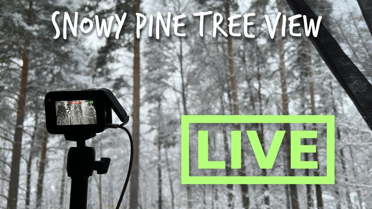 Finnish Winter - Live Stream of Snowy Pine Trees