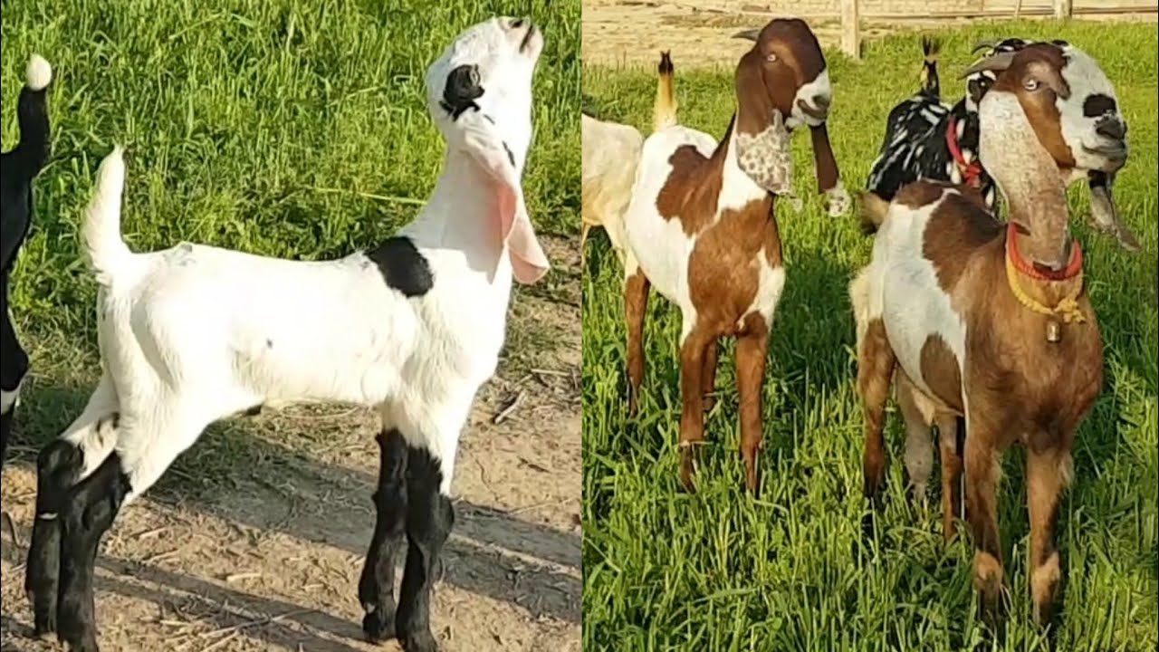 Punjabi Female Goats At Vishu Bhai Farm