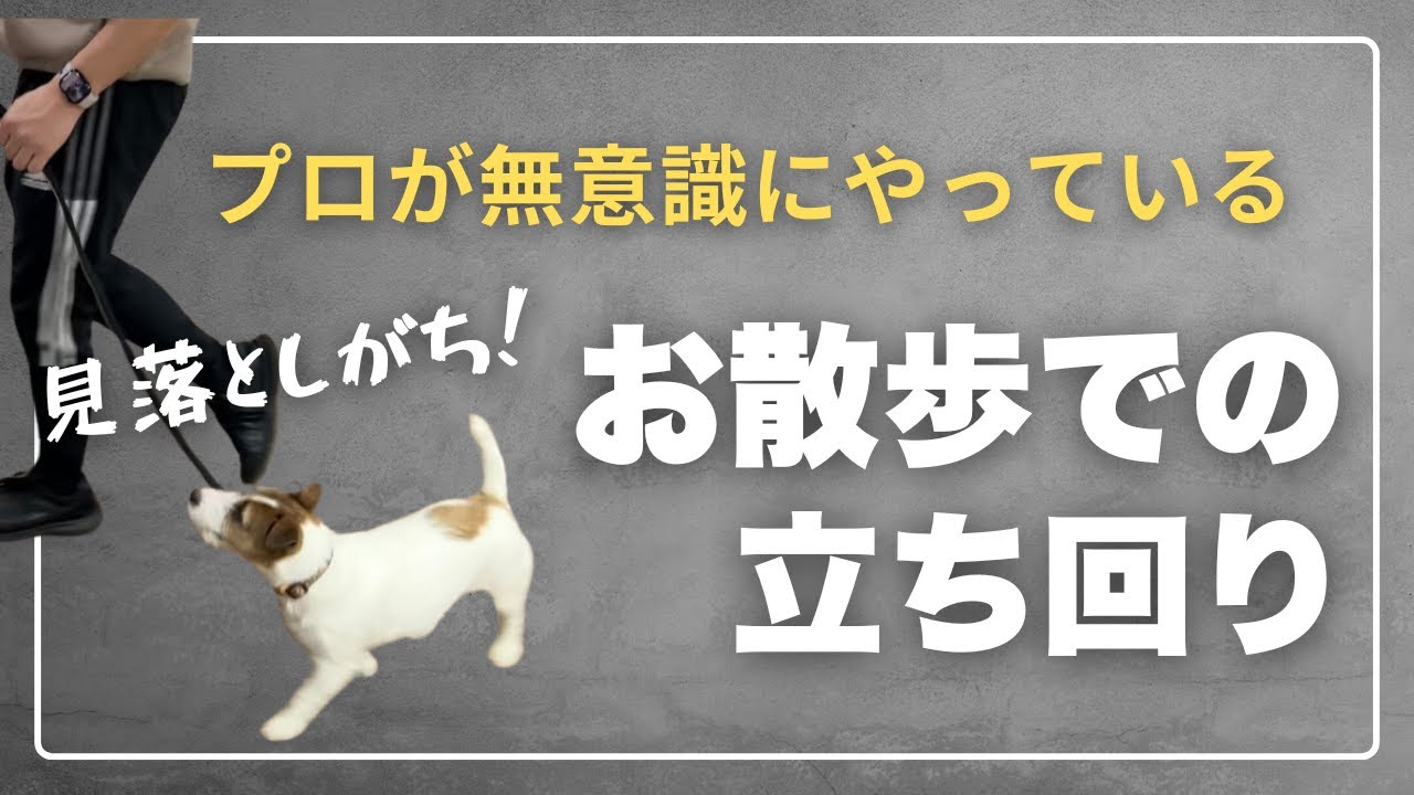 【お散歩】プロが無意識に予防している、お散歩で生まれる隙とは！？