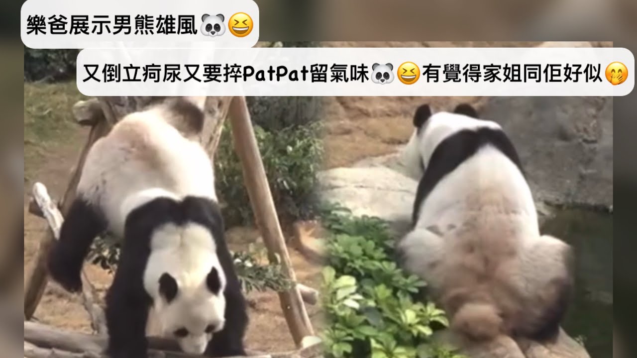 ｜家姐細佬盈盈同場｜10月17日. 樂爸展示男熊雄風｜倒豎沖倒立疴尿又要捽PatPat留氣味，有冇覺得家姐同佢好似｜Ocean Park｜香港大熊貓｜海洋公園｜遊遊蕩蕩放空記｜加加得得｜팬더｜パンダ｜