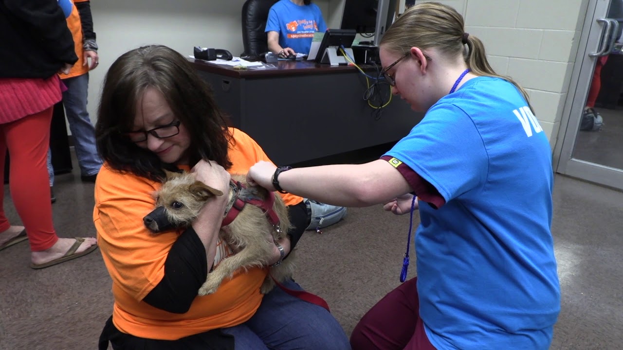 Free Microchip Clinic for Dogs & Cats