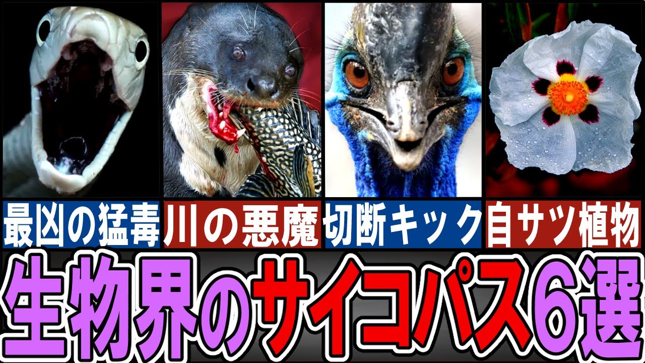 【閲覧注意】サイコパスすぎる危険生物６選【ゆっくり解説】【動物おもしろ雑学】