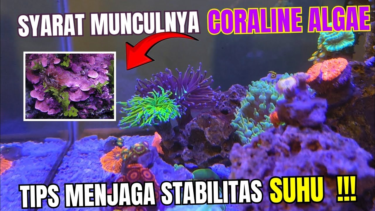 MUNCULNYA CORALINE ALGAE DAN TIPS MENJAGA KESTABILAN SUHU MENGGUNAKAN KIPAS DI AQUARIUM LAUT !!!