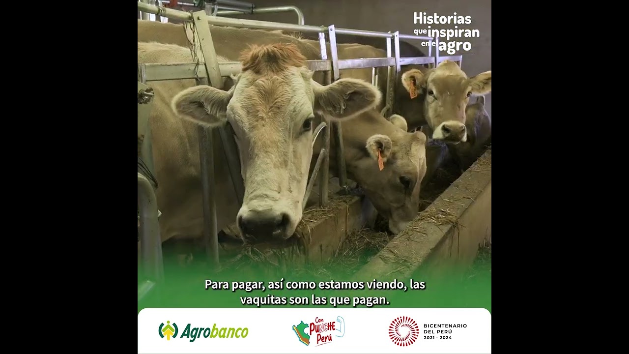Historias que inspiran en el agro | Pequeño productor ganadero de Ayaviri - Puno