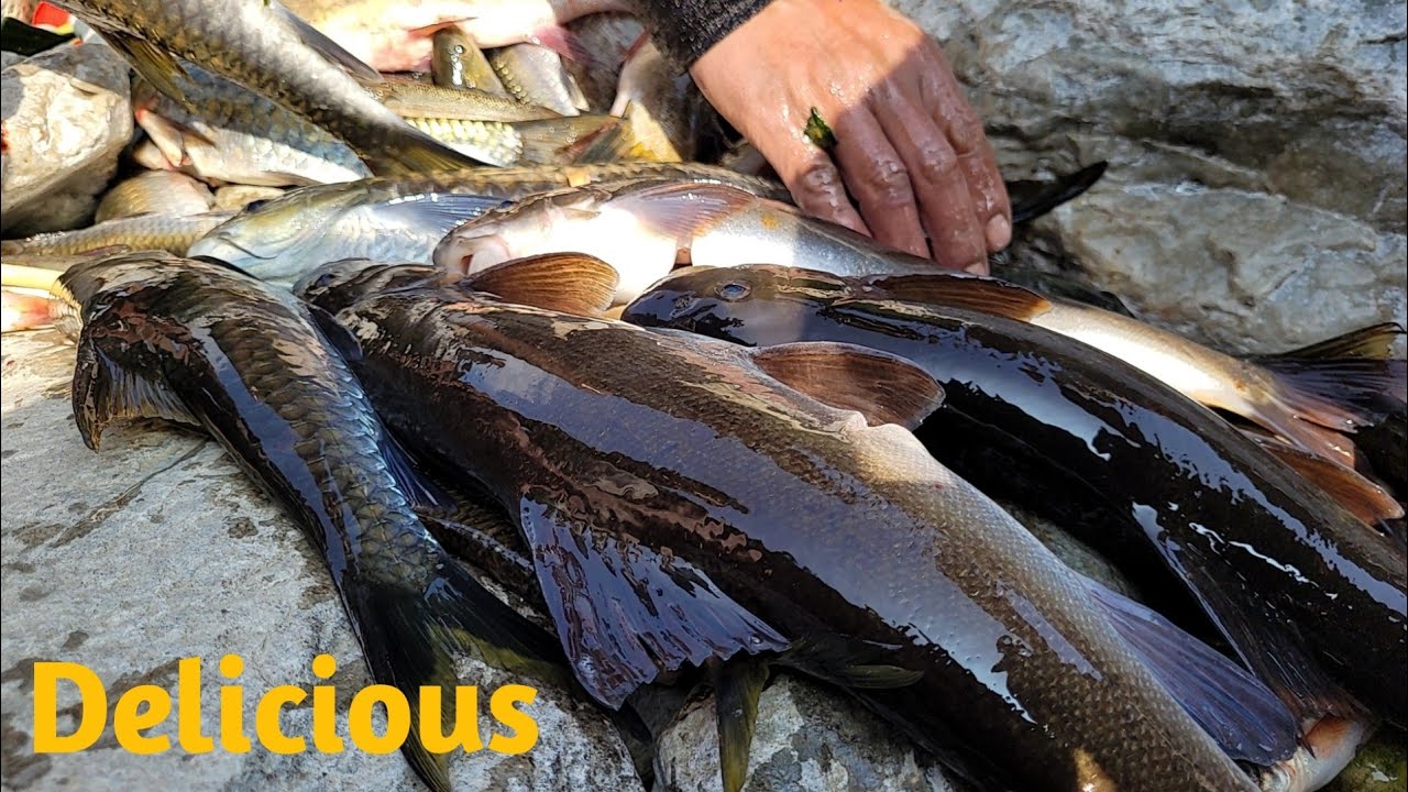 Net jaal fishing🐋 | net fishing |fishing vlog |Arunachal fishing |@paboallin1