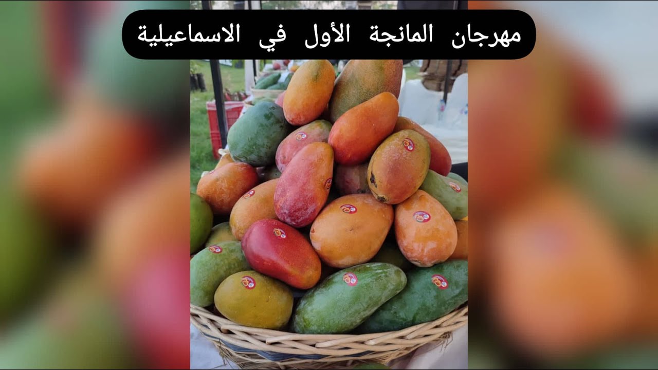 اماكن المانجة وتجربة مانجة و مهرجان مانجة أول و سمك - مستكشفوود في الاسماعيلية