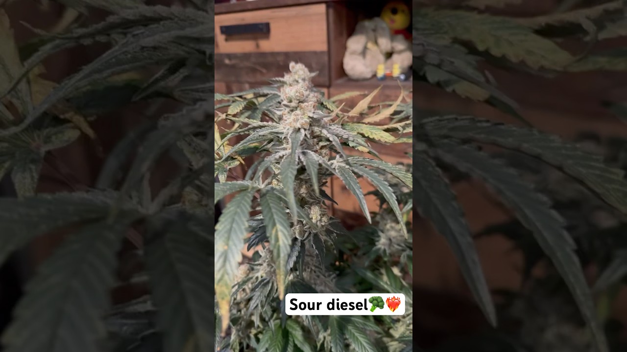 Sour Diesel Barney's Farm | harvest day        Like&subscribe for more ❤️