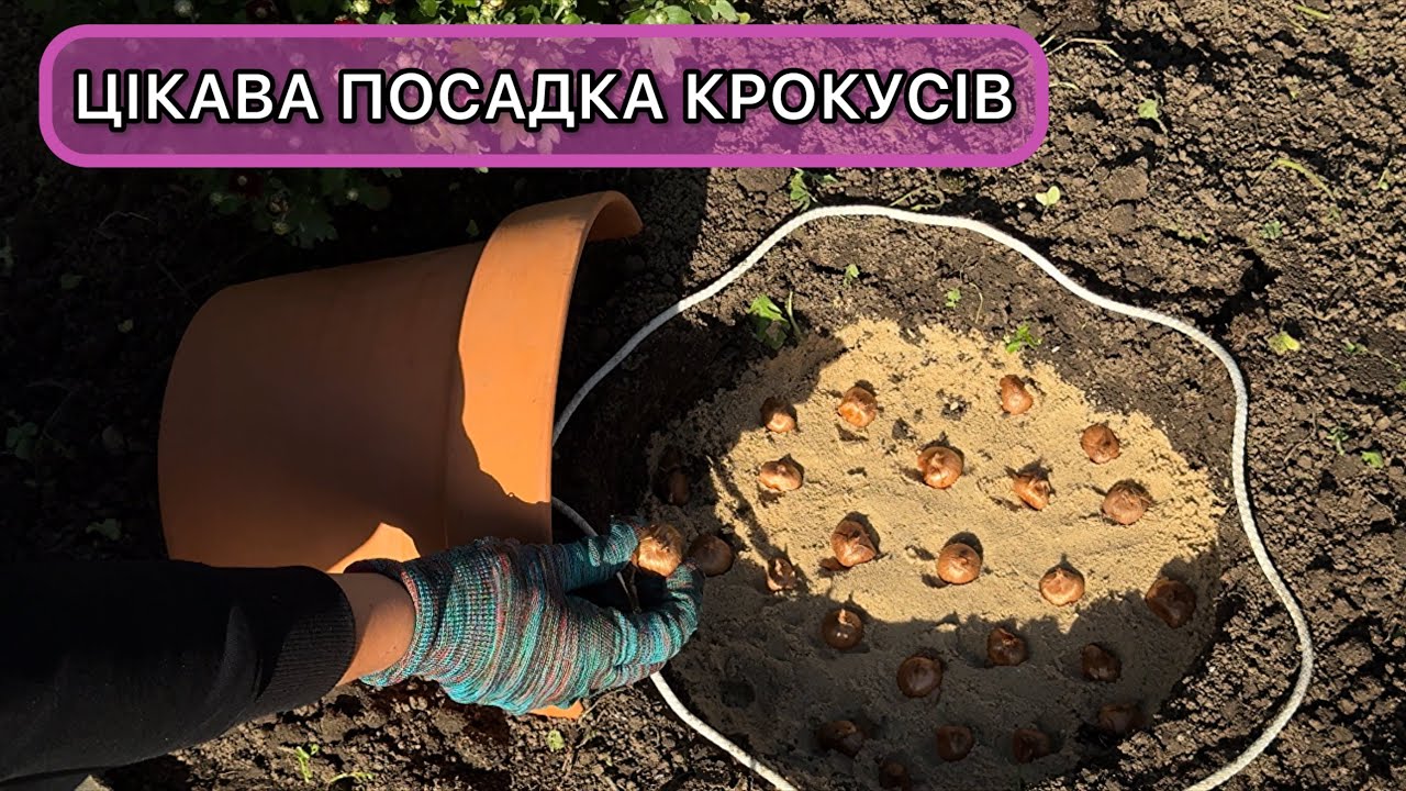 Як посадити крокуси оригінально.  Коли і як садити крокуси