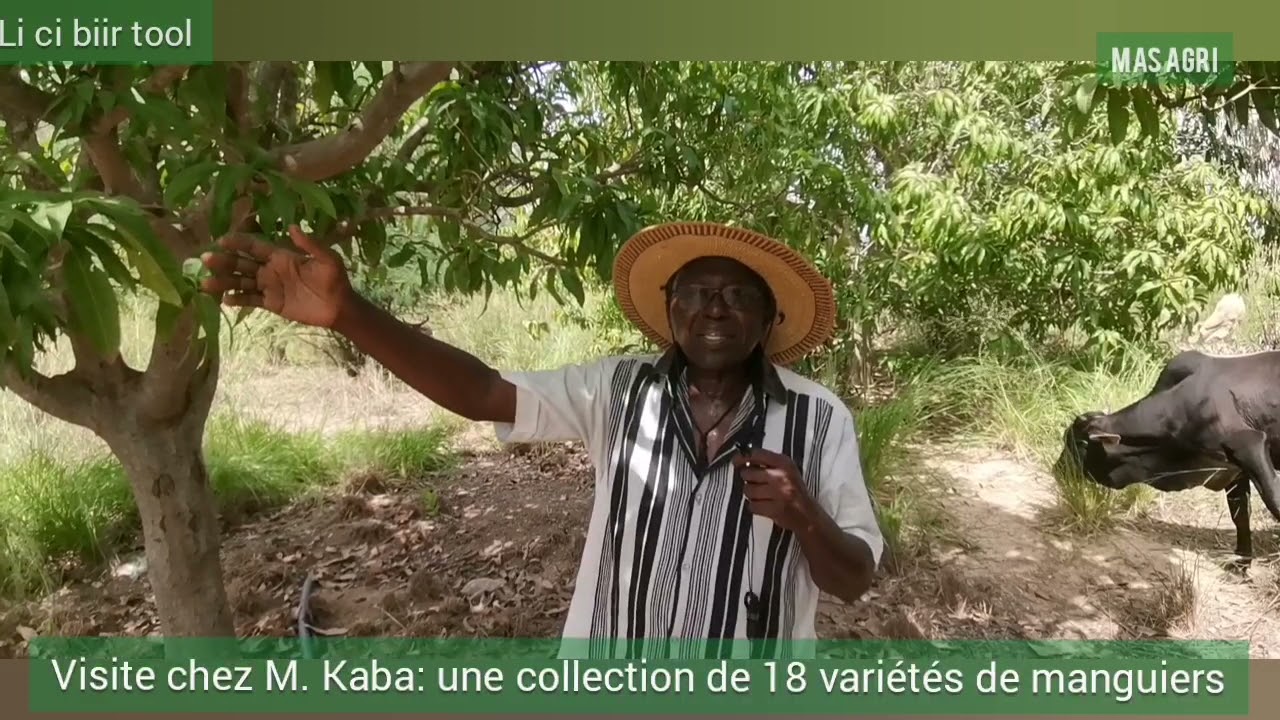 visite chez kaba une collection de 18 variétés de manguiers