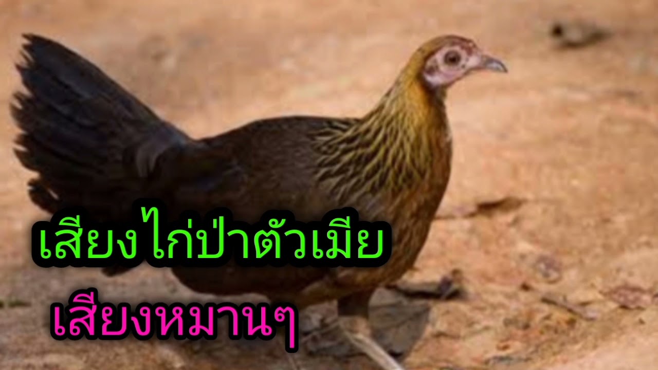 เสียงไก่ป่าตัวเมียเสียงหมานๆ ສຽງຮ້ອງຂອງນົກປ່າ ທຳ ມະຊາດຂອງຜູ້ຍິງ