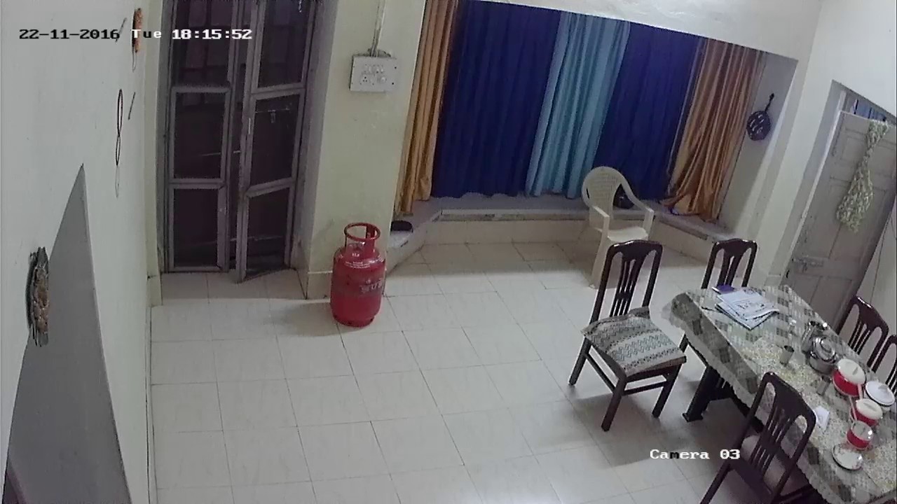 Cat instincts