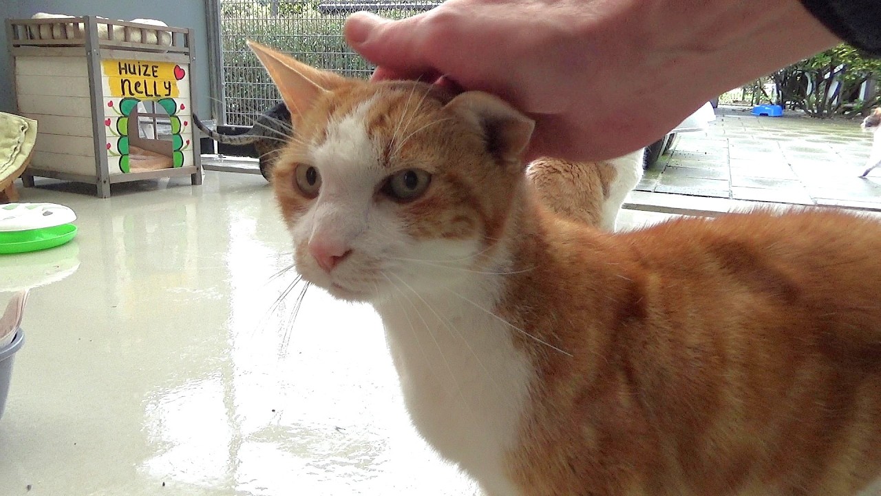 In het Adoptieverblijf van Stichting Zwerfdier in Alkmaar 24-2- 2026