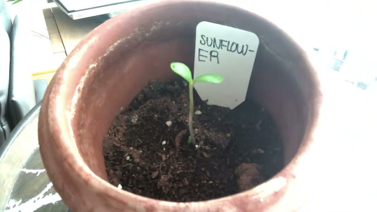 Growing Sunflower