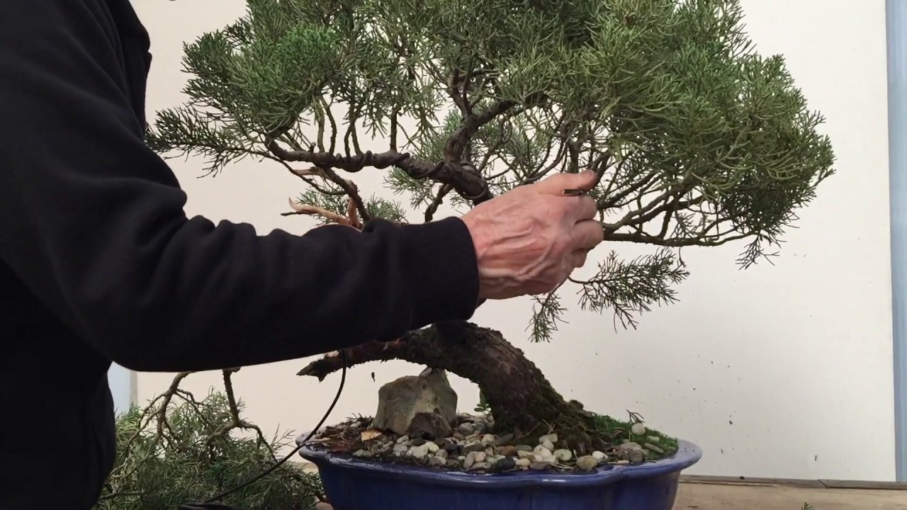 Styling and repotting an old Juniper bonsai tree | Peter Chan