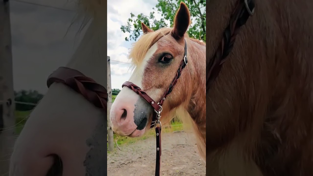 Minimalistic sidepull.🥰 #bitless #sidepull #naturalhorsemanship #custommade #leathercraftswoman