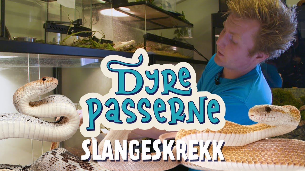 Slangeskrekk - Dyrepasserne S14 E08