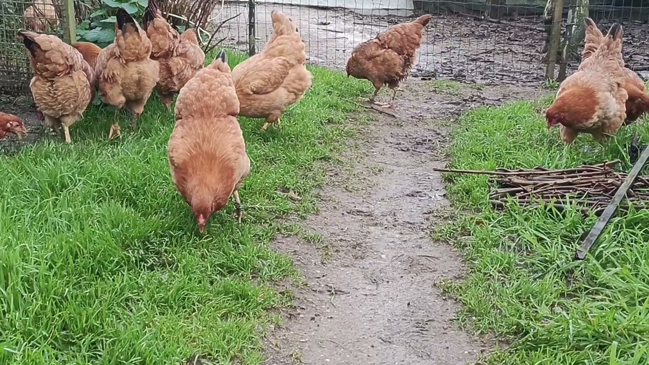 Gallinas de mos