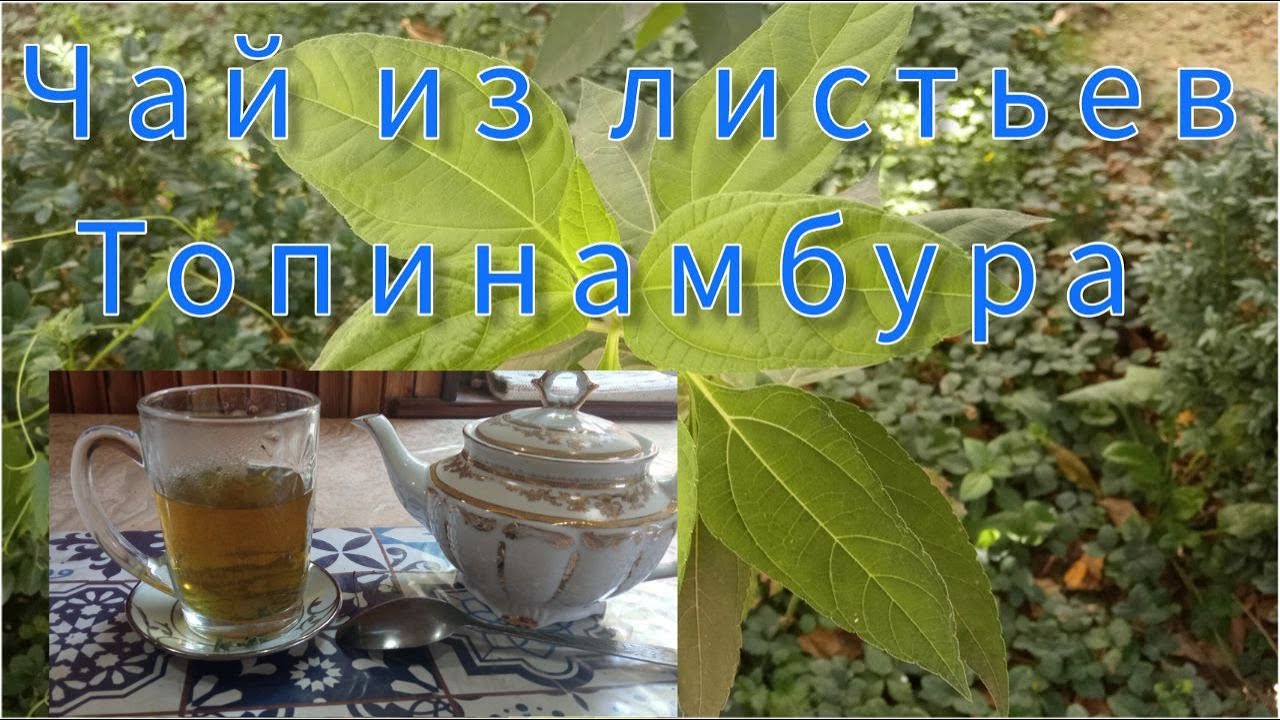 Чай из листьев топинамбура пила пять месяцев Что произошло...