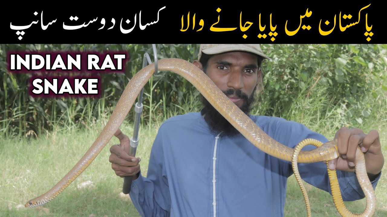 Snakes of Rawalpindi - Oriental rat snake documentary
