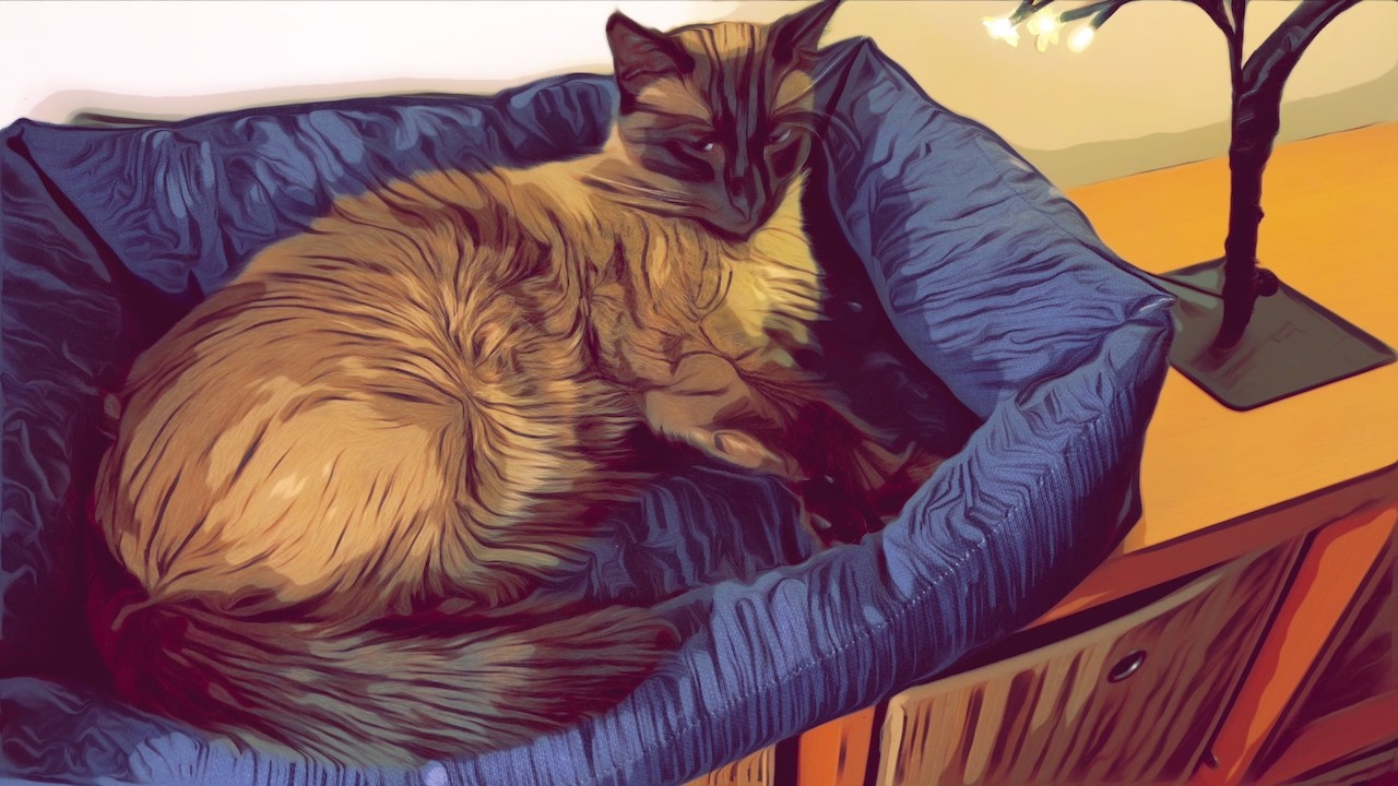 lo-fi radio with real cats 🐱 | no AI • original music • stylized cozy beats